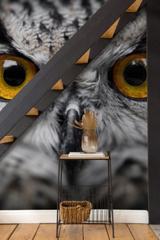 Bild på Owl Portrait owl eyes
