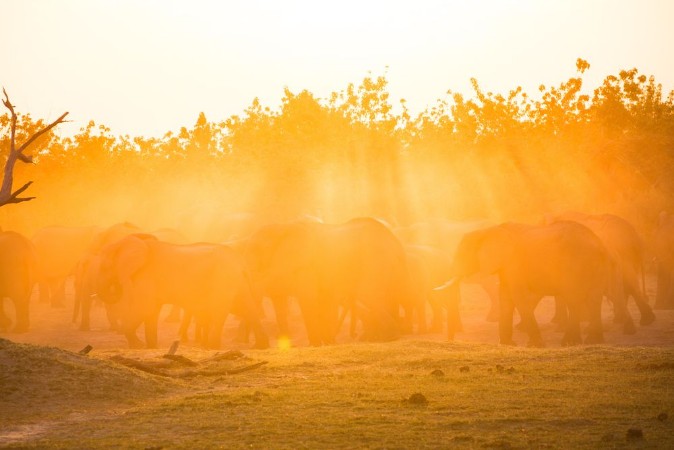 Image de Elephants in Moremi National Park - Botswana