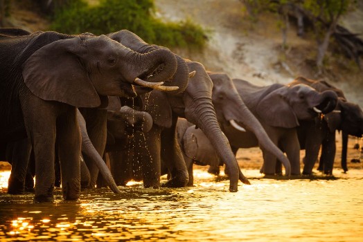 Picture of Elephants in Chobe National Park - Botswana