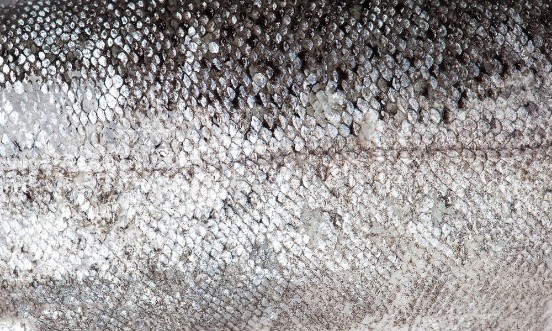 Afbeeldingen van Trout fish scale