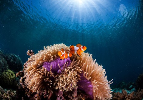 Afbeeldingen van Anemone and clown-fish