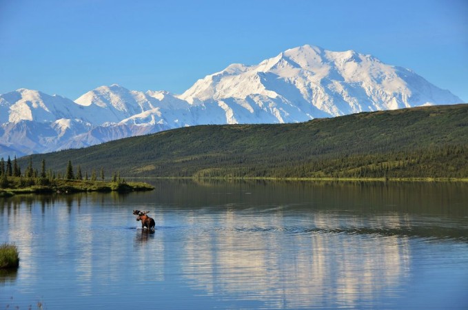 Afbeeldingen van Moose in the lake