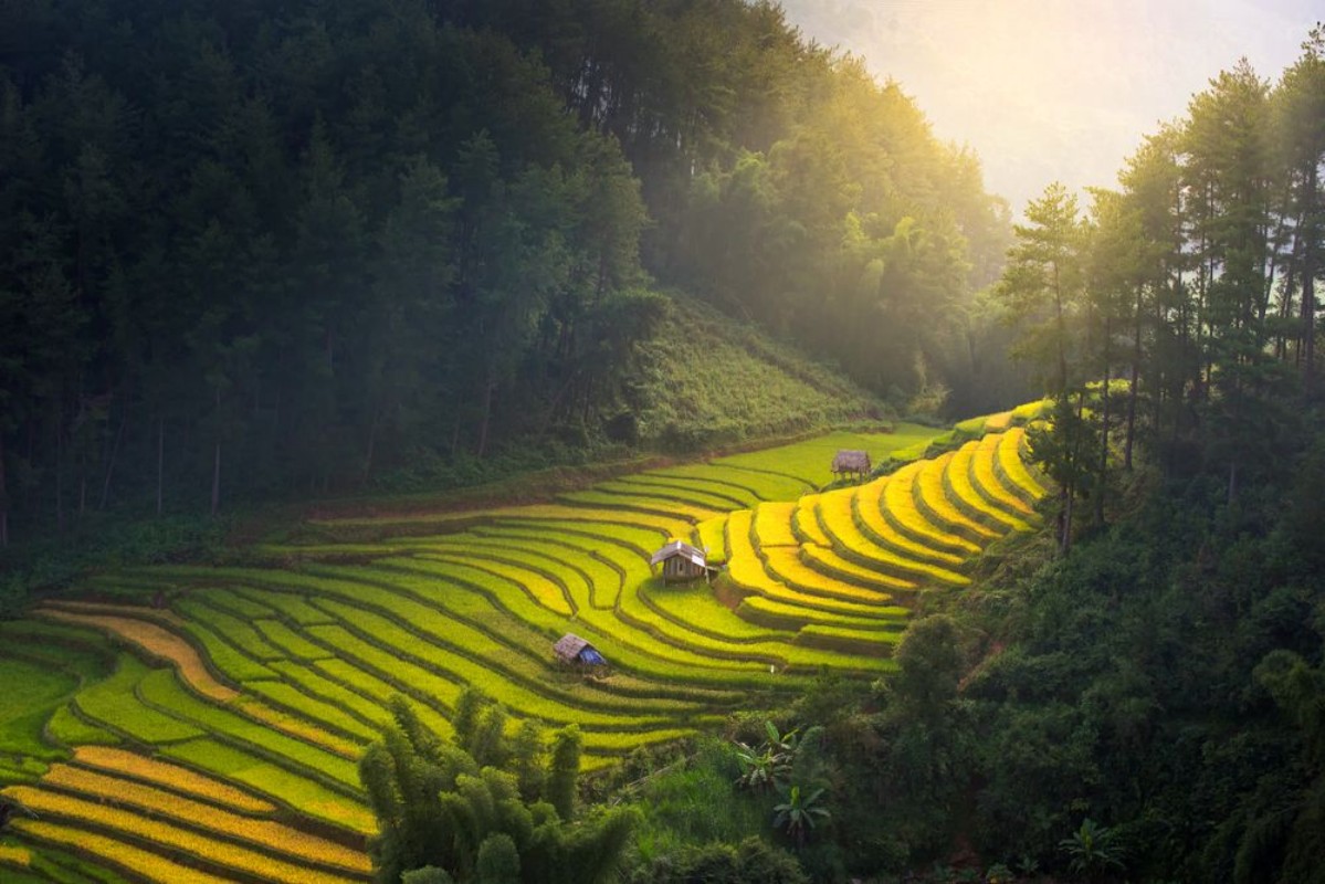 Bild på Sunrise and Beautiful nature  rice fields on terraced of Vietnam Rice fields prepare the harvest at Northwest VietnamVietnam landscapes