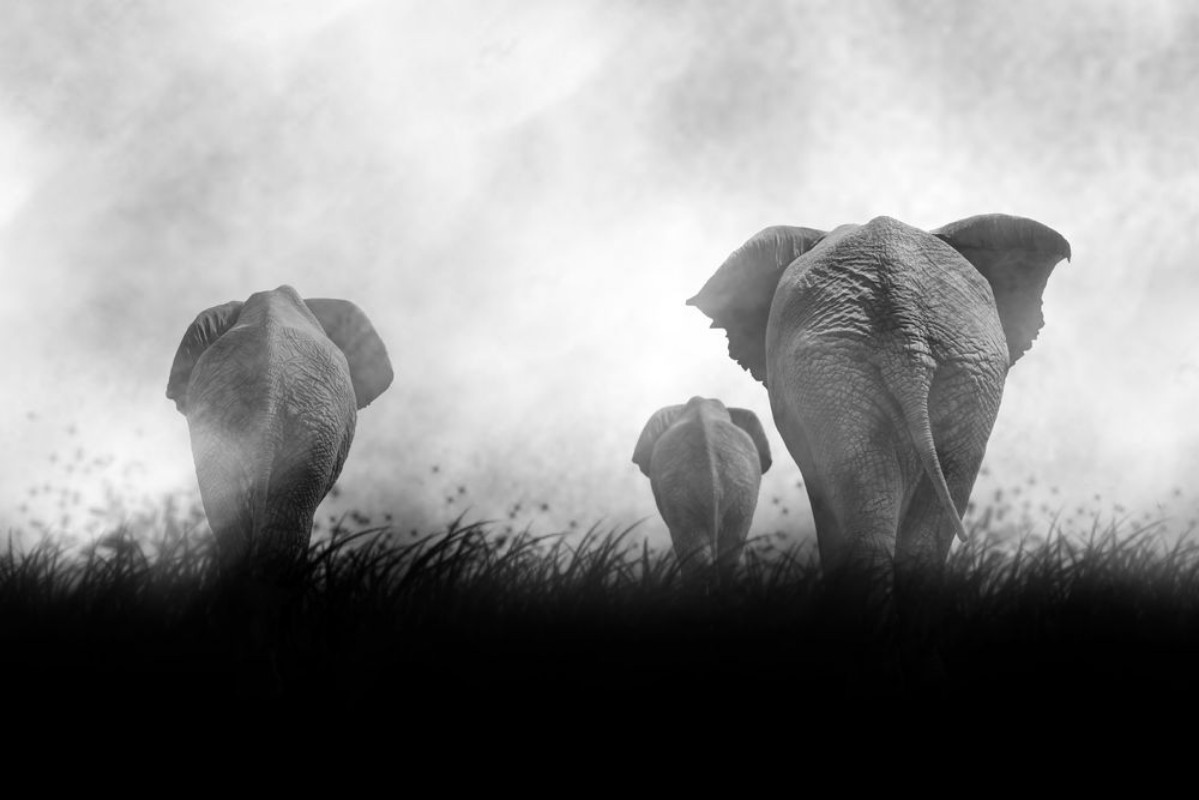 Picture of Beautiful Silhouette of African Elephants at Sunset