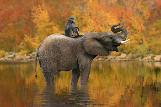 Bild på Wild Images of of African Elephants in Africa
