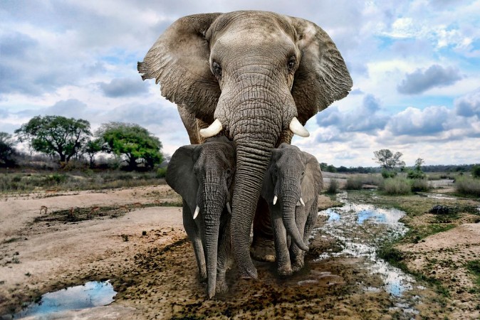 Afbeeldingen van Wild Images of of African Elephants in Africa