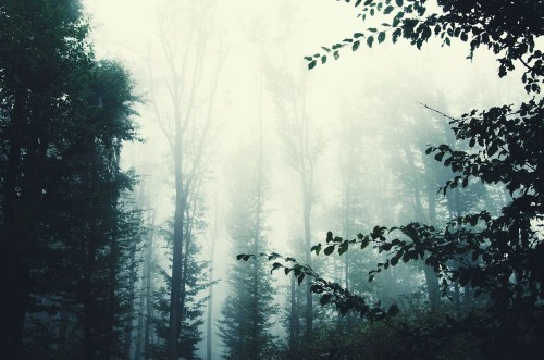 Afbeeldingen van Tree branches in forest with fog