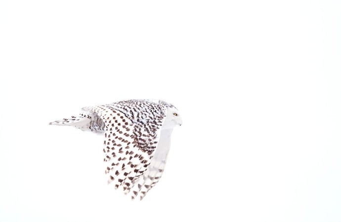 Afbeeldingen van Snowy owl Bubo scandiacus isolated on a white background flies low hunting over an open snowy field in Canada