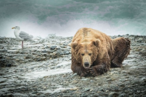 Afbeeldingen van Old Grizzly Bear taking a break head in paws