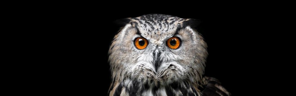 Bild på Portrait of a Beautiful Owl Owl on black background