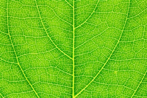 Bild på Leaf texture leaf background for design with copy space for text or image Leaf motifs that occurs natural