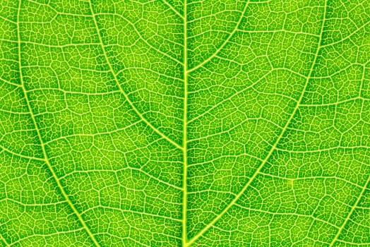 Picture of Leaf texture leaf background for design with copy space for text or image Leaf motifs that occurs natural