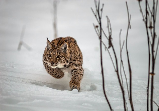 Picture of Lynx