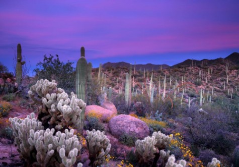 Bild på Saguaro Sunset