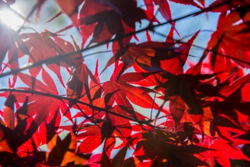 Afbeeldingen van Red Mapel leaf