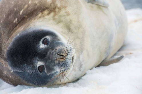Afbeeldingen van Antarctic Seal