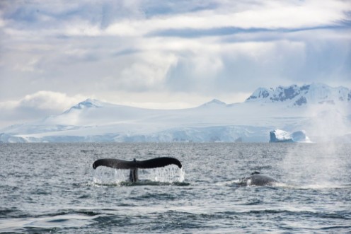 Picture of Whale on Ice