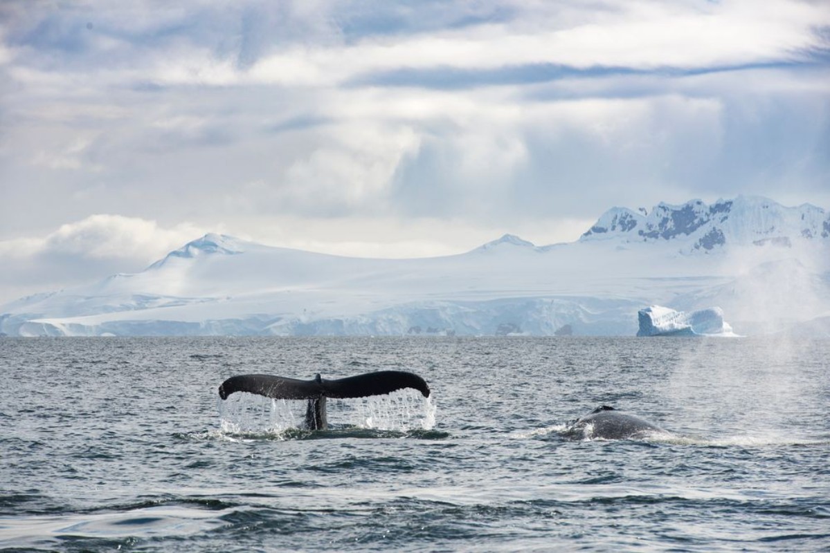 Immagine di Whale on Ice