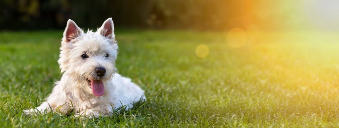 Picture of Website banner of a happy dog puppy as lying in the grass