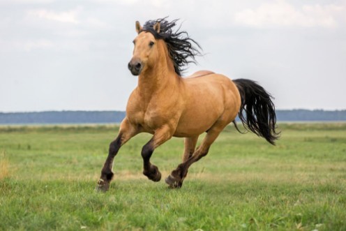 Afbeeldingen van Bay horse running on a meadow