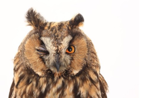 Bild på Portrait owl