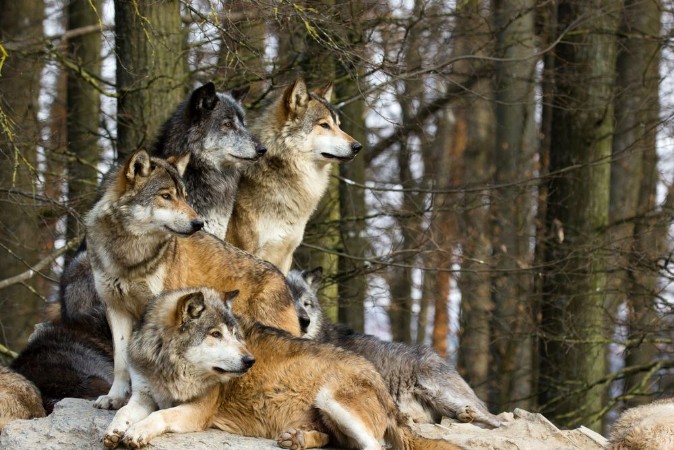 Afbeeldingen van Wolf pack