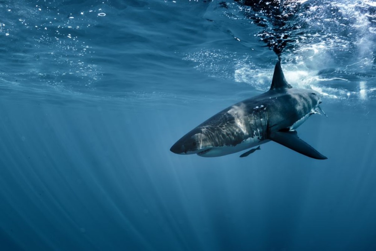 Picture of Great White shark in Pacific ocean underwater side view