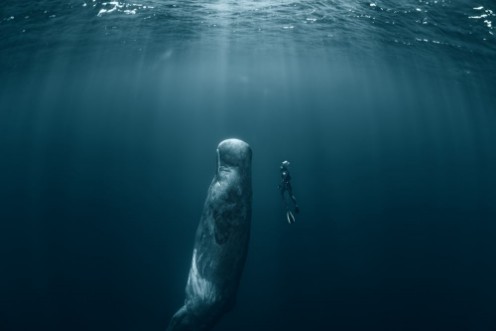 Sperm whale and Freediver photowallpaper Scandiwall