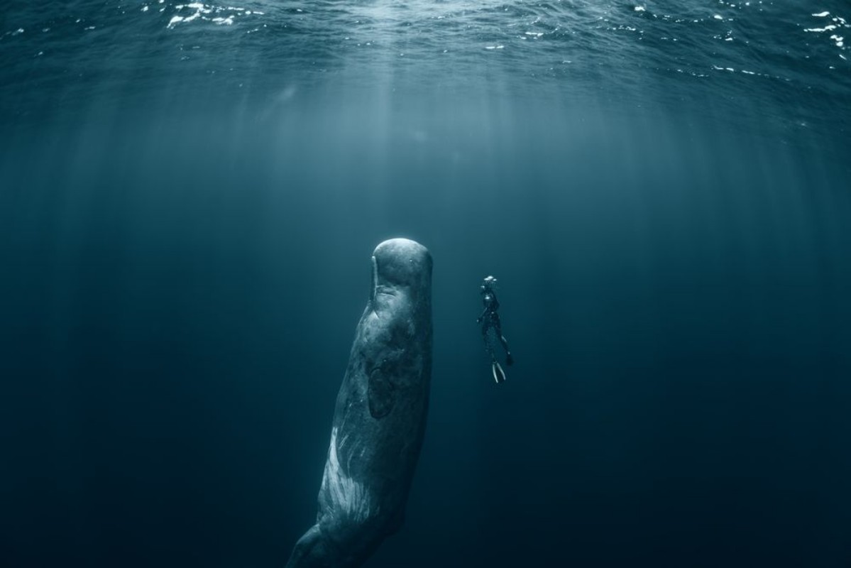 Obrazek Sperm whale and Freediver