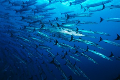Afbeeldingen van Large school of Barracuda fish