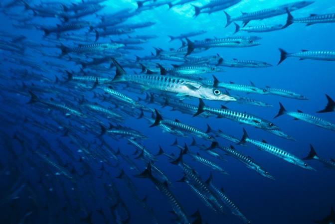 Afbeeldingen van Large school of Barracuda fish