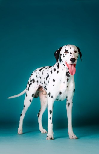 Afbeeldingen van Dalmatian dog with tongue out