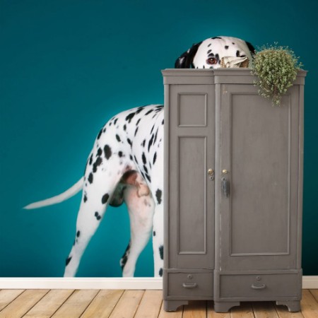 Image de Dalmatian dog with tongue out