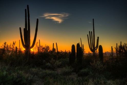 Afbeeldingen van Saguaro National Park
