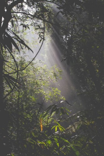 Afbeeldingen van Sunlight rays pour through leaves in a rainforest at Sri Lanka