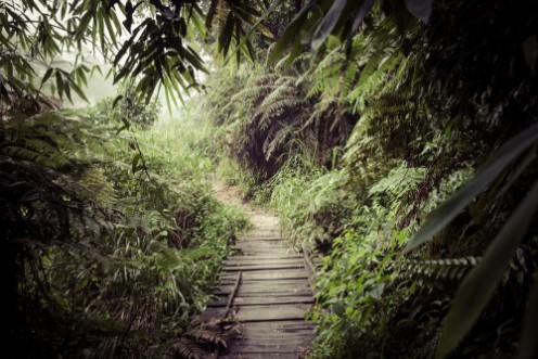Picture of Path in the jungle Sinharaja rainforest in Sri Lanka
