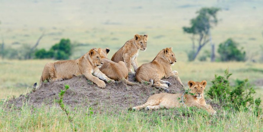 Image de Group of young lions on the hill The lion Panthera leo nubica known as the East African or Massai Lion