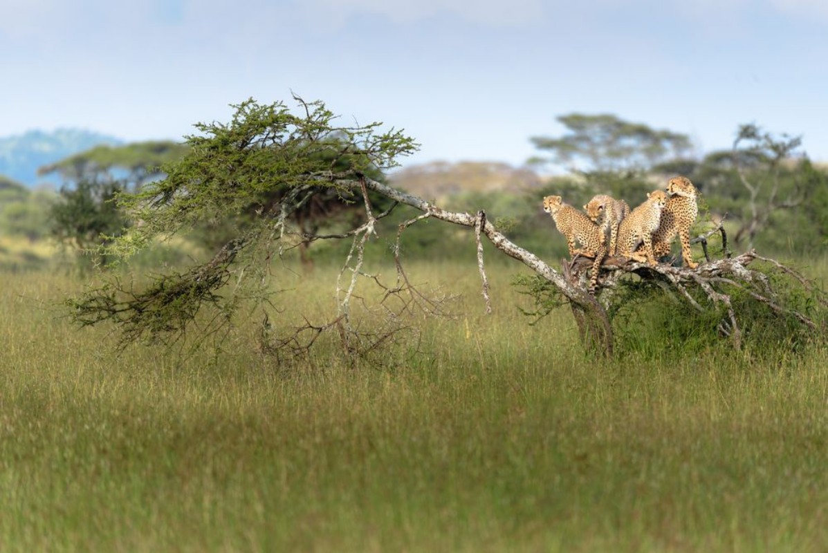 Afbeeldingen van Mother Cheetah and her cubs resting on a felled tree whilst onlooking for prey Serengeti Tanzania Africa