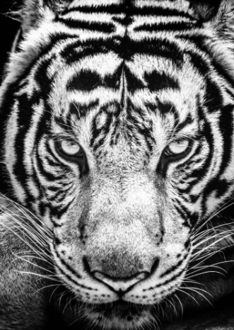 Afbeeldingen van Tiger and his eyes fierce in the black and white style