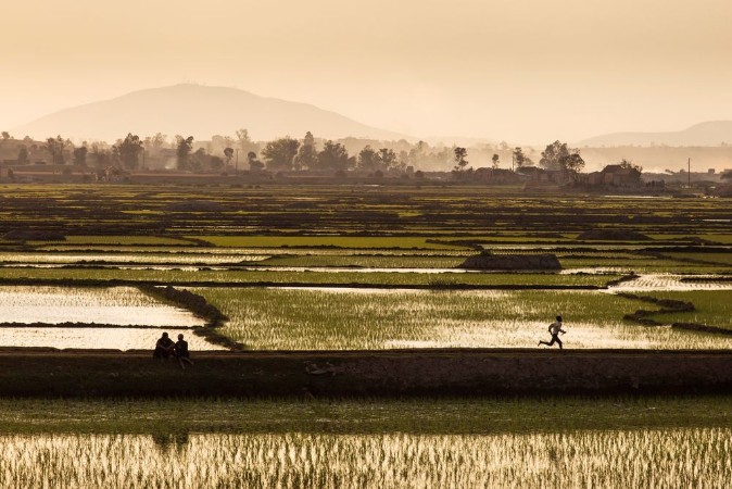 Afbeeldingen van Rice fields of Madagascar