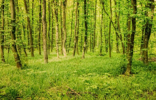 Bild på Green forest