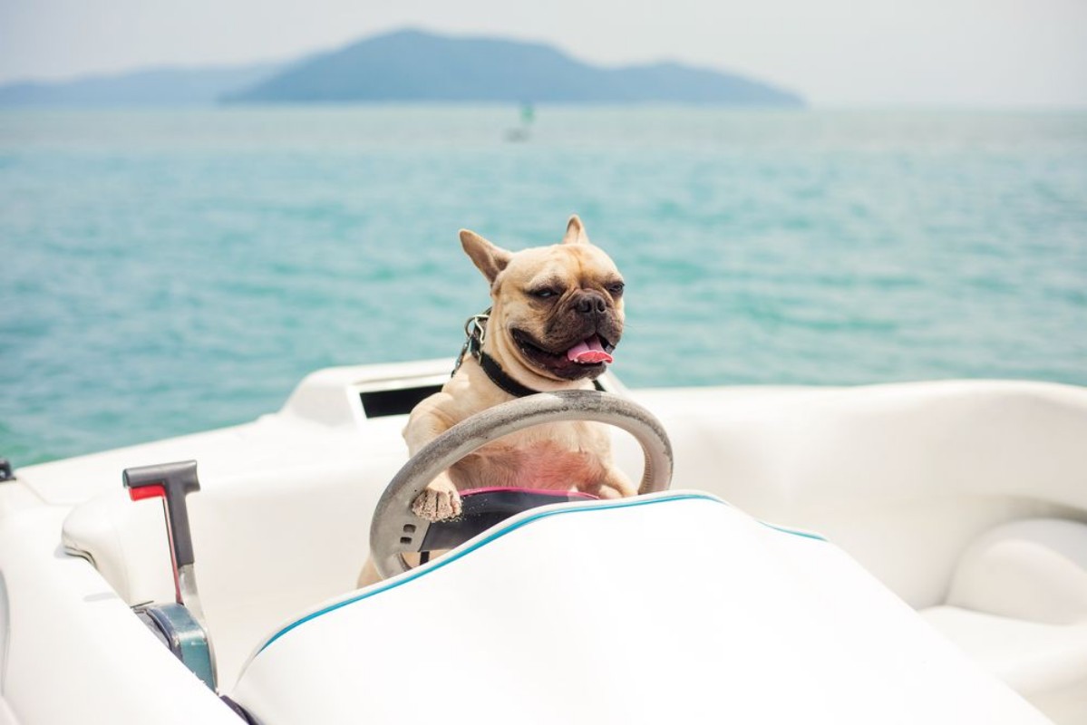 Bild på Funny French Bulldog dog is sitting behind the wheel of a speedboat put his paws on the steering wheel against the sea the carefree sunny summer day lighting effects speed boat
