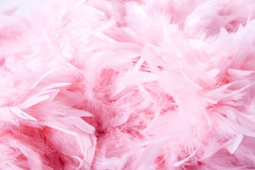 Afbeeldingen van Pink soft feathers background