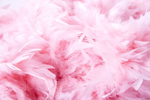 Picture of Pink soft feathers background