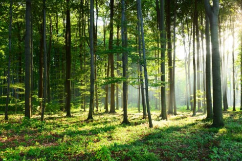 Bild på Morning in the forest