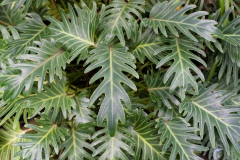 Afbeeldingen van Green palm frond