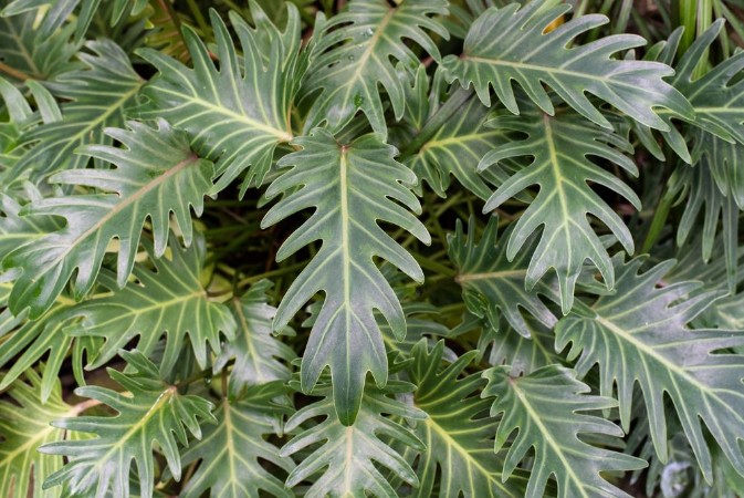Bild på Green palm frond