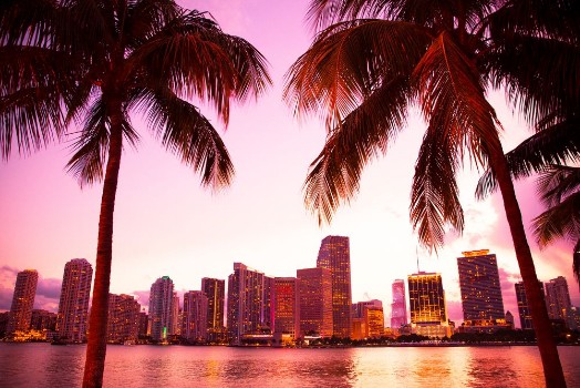 Picture of Miami Florida skyline and bay at sunset through two palm trees 