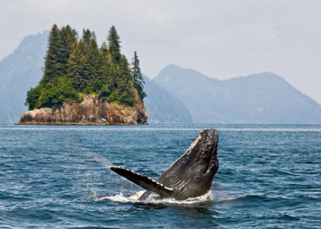 Afbeeldingen van Alaska Humpback whale breaching jumping