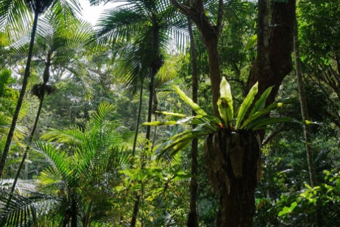 Bild på Subtropical vegetation in a forest of New Caledonia Grande Terre island south Pacific